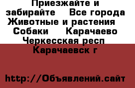 Приезжайте и забирайте. - Все города Животные и растения » Собаки   . Карачаево-Черкесская респ.,Карачаевск г.